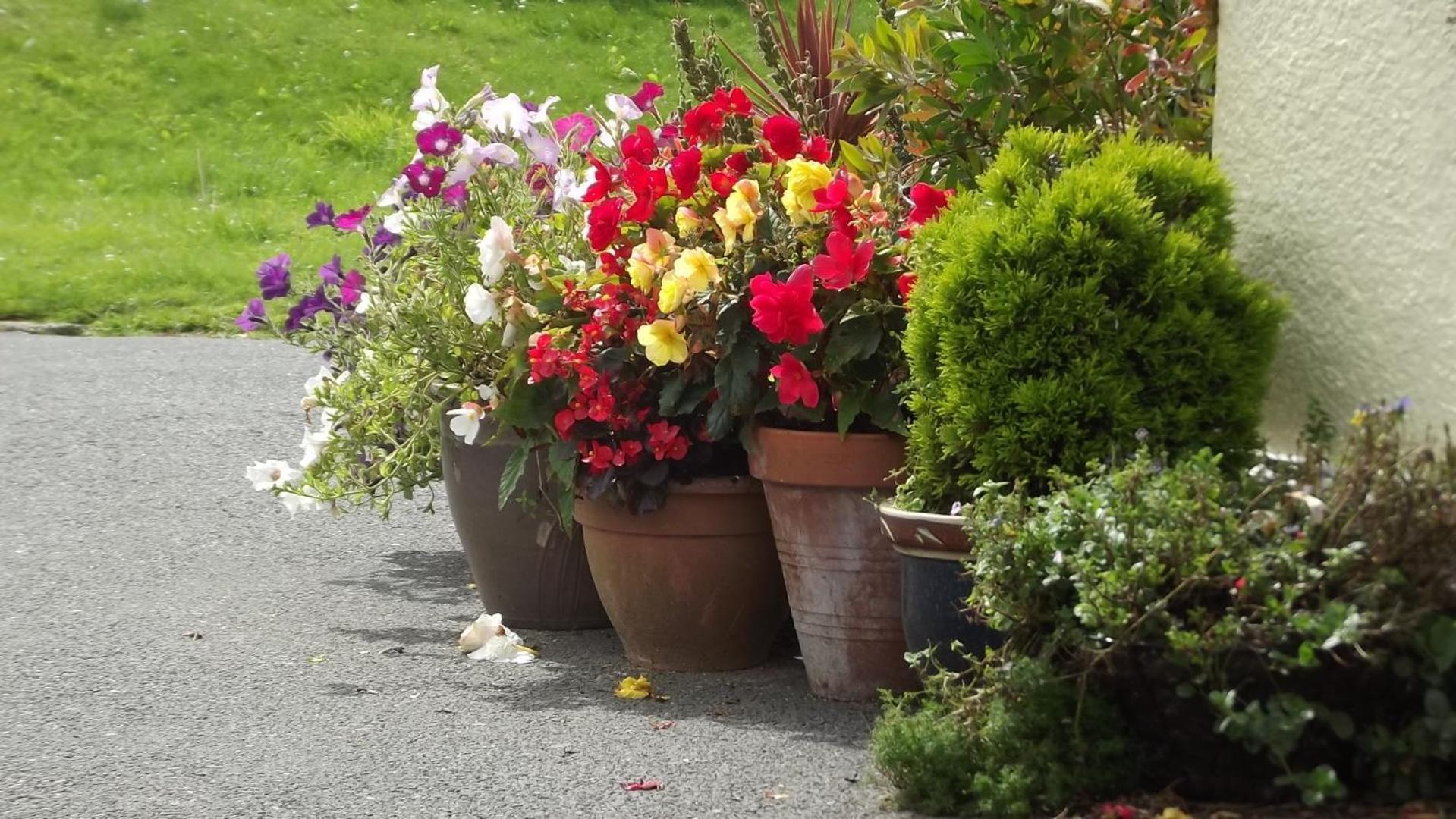 Bed and Breakfast Jasmine House New Quay Esterno foto