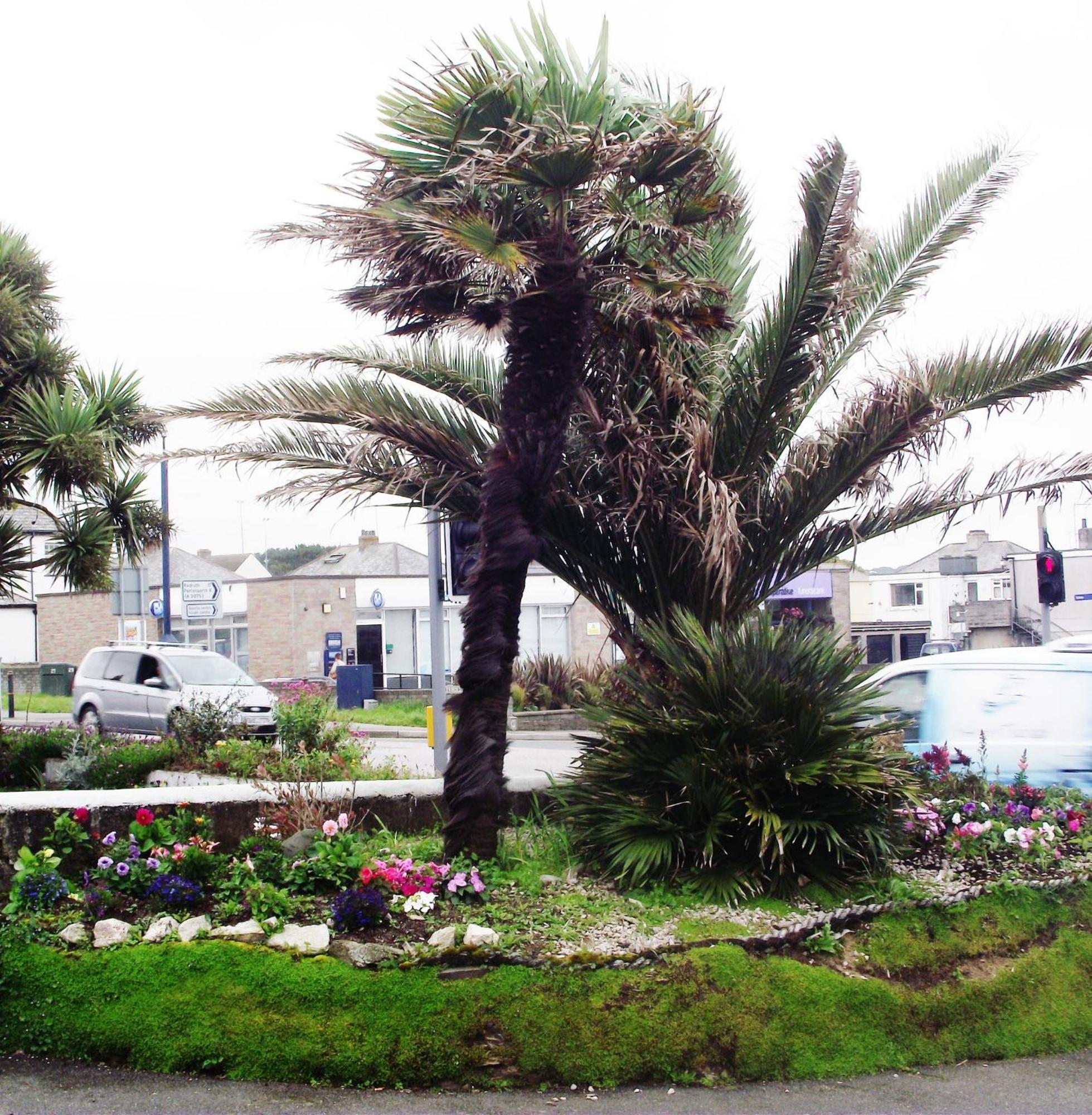 Bed and Breakfast Jasmine House New Quay Esterno foto